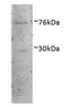 Dishevelled Segment Polarity Protein 1 antibody, orb178370, Biorbyt, Western Blot image 