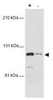 Mdm2-binding protein antibody, AM08479SU-N, Origene, Western Blot image 