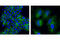 Niban Apoptosis Regulator 2 antibody, 5122S, Cell Signaling Technology, Immunofluorescence image 