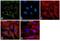 Heat Shock Protein Family A (Hsp70) Member 9 antibody, PA5-48035, Invitrogen Antibodies, Immunofluorescence image 