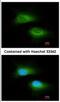 Mitochondrial Ribosomal Protein L12 antibody, NBP2-19397, Novus Biologicals, Immunofluorescence image 