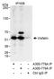 PBEF antibody, A300-779A, Bethyl Labs, Immunoprecipitation image 