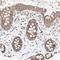 Mitochondrial Ribosomal Protein L24 antibody, HPA030295, Atlas Antibodies, Immunohistochemistry frozen image 