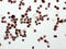 Cellular Communication Network Factor 4 antibody, LS-C313208, Lifespan Biosciences, Immunocytochemistry image 