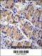 Leucine Rich Repeat Containing 38 antibody, 56-103, ProSci, Immunohistochemistry frozen image 