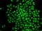 CCCTC-Binding Factor Like antibody, GTX32476, GeneTex, Immunofluorescence image 