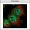 LYN Proto-Oncogene, Src Family Tyrosine Kinase antibody, GTX101222, GeneTex, Immunofluorescence image 