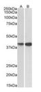 Nuclease EXOG, mitochondrial antibody, orb308871, Biorbyt, Western Blot image 