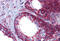 MOT antibody, MBS247343, MyBioSource, Immunohistochemistry frozen image 