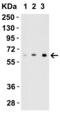 Interleukin 27 antibody, 3799, ProSci, Western Blot image 