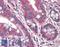 RUN And FYVE Domain Containing 1 antibody, LS-B10465, Lifespan Biosciences, Immunohistochemistry paraffin image 