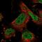 Zinc Finger Protein 484 antibody, PA5-56022, Invitrogen Antibodies, Immunofluorescence image 