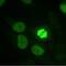 P100 antibody, GTX30690, GeneTex, Immunofluorescence image 