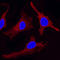 Epidermal growth factor receptor substrate 15 antibody, MAB8480, R&D Systems, Immunofluorescence image 