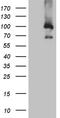 PWWP Domain Containing 3A, DNA Repair Factor antibody, TA804374S, Origene, Western Blot image 