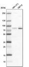SNF-related serine/threonine-protein kinase antibody, PA5-59897, Invitrogen Antibodies, Western Blot image 