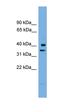 Proline Rich Nuclear Receptor Coactivator 1 antibody, orb325725, Biorbyt, Western Blot image 