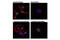 Histone H3 antibody, 13969T, Cell Signaling Technology, Immunofluorescence image 