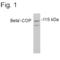 Coatomer Protein Complex Subunit Beta 1 antibody, PA1-068, Invitrogen Antibodies, Western Blot image 