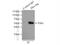 c-Myc antibody, 60003-2-Ig, Proteintech Group, Immunoprecipitation image 