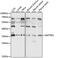 Deoxynucleotidyltransferase Terminal Interacting Protein 1 antibody, 16-109, ProSci, Western Blot image 