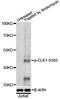 ETS Transcription Factor ELK1 antibody, STJ22123, St John