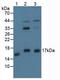Protein Phosphatase 3 Regulatory Subunit B, Alpha antibody, LS-C374782, Lifespan Biosciences, Western Blot image 