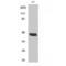 Caspase 1 antibody, LS-C382450, Lifespan Biosciences, Western Blot image 