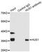 HUS1 Checkpoint Clamp Component antibody, orb167321, Biorbyt, Immunoprecipitation image 