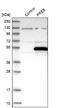 Prolactin Regulatory Element Binding antibody, NBP1-87056, Novus Biologicals, Western Blot image 