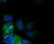 Integrin Subunit Alpha 2 antibody, NBP2-67691, Novus Biologicals, Immunocytochemistry image 