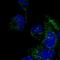 DNAAF3 antibody, PA5-66004, Invitrogen Antibodies, Immunofluorescence image 