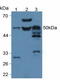 Phospholipase A2 Group VII antibody, LS-C295915, Lifespan Biosciences, Western Blot image 