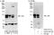 Ski oncogene antibody, A303-518A, Bethyl Labs, Western Blot image 