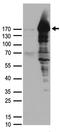 Partner And Localizer Of BRCA2 antibody, TA890022S, Origene, Western Blot image 