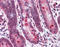 Anoctamin-2 antibody, TA316534, Origene, Immunohistochemistry frozen image 