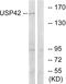 Ubiquitin Specific Peptidase 42 antibody, LS-B9879, Lifespan Biosciences, Western Blot image 
