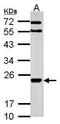 antibody, PA5-30620, Invitrogen Antibodies, Western Blot image 