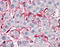 Golgi SNAP Receptor Complex Member 2 antibody, ADI-VAP-PT049-C, Enzo Life Sciences, Immunohistochemistry frozen image 