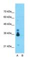 LOC730270 antibody, orb325365, Biorbyt, Western Blot image 