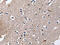 Deoxyuridine 5 -triphosphate nucleotidohydrolase, mitochondrial antibody, CSB-PA926314, Cusabio, Immunohistochemistry paraffin image 