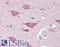 Solute Carrier Family 8 Member A3 antibody, LS-B15805, Lifespan Biosciences, Immunohistochemistry paraffin image 