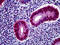 Progesterone Receptor antibody, 51-653, ProSci, Immunohistochemistry frozen image 