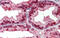 Nuclear Factor I X antibody, ARP32717_P050, Aviva Systems Biology, Immunohistochemistry frozen image 