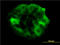 ShcA antibody, LS-B4416, Lifespan Biosciences, Immunofluorescence image 