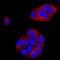 Delta Like Canonical Notch Ligand 1 antibody, MAB18181, R&D Systems, Immunofluorescence image 