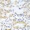 ARSA antibody, FNab00643, FineTest, Immunohistochemistry frozen image 