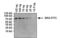 FITC antibody, MA5-14709, Invitrogen Antibodies, Western Blot image 