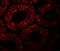 Motile Sperm Domain Containing 1 antibody, 7279, ProSci, Immunofluorescence image 