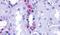 Probable G-protein coupled receptor 110 antibody, PA5-33608, Invitrogen Antibodies, Immunohistochemistry frozen image 